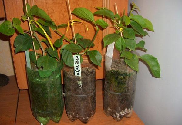 Un poco más y se pueden trasplantar plantas jóvenes.