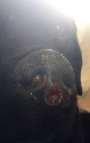 Obrázek: Lorne Campbell / Guzelian Bo, desetiletý černý labrador, který měl rakovinu nosu. Nechal si odstranit nádor, ale také velkou část nosu. Jeho majitel Paddy Morrall z Oakworthu ve West Yorkshire říká, že mnoho lidí, které teď Bo vypadá, vypadá jako Pug. COLLECT PICTURE ukazuje část nádoru na jeho nosu. OBRÁZEK ​​KOPÍROVANÝ ČTVRTEK 23. SRPNA 2018