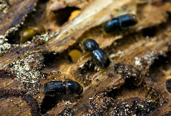 la chrysope mange le ver à bois