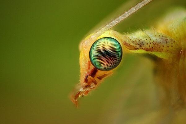 yeux d'insectes spéciaux