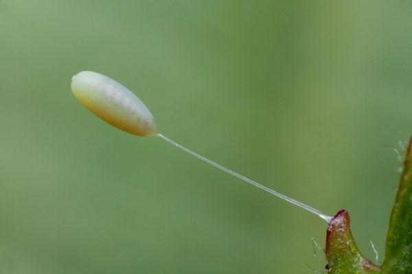 oeuf de chrysope sur fil de colle