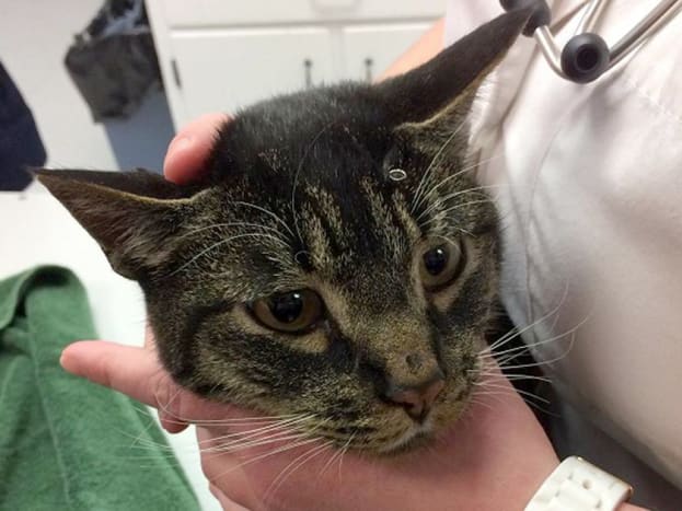 تم العثور على الصورة عبر vancouversunBiggie على بعد 12 ميلًا من منزله وأنقذه أحد محبي الحيوانات الذي أحضره إلى الطبيب البيطري.