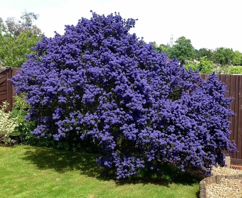 tseanotus florece