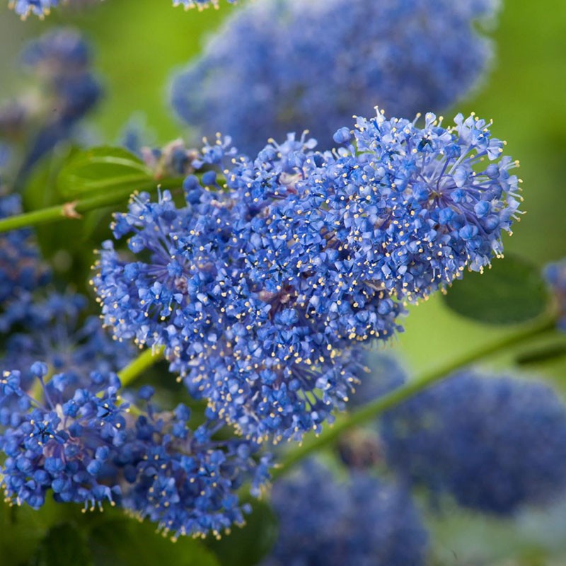 exuberantes inflorescencias