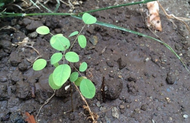 plantar una plántula