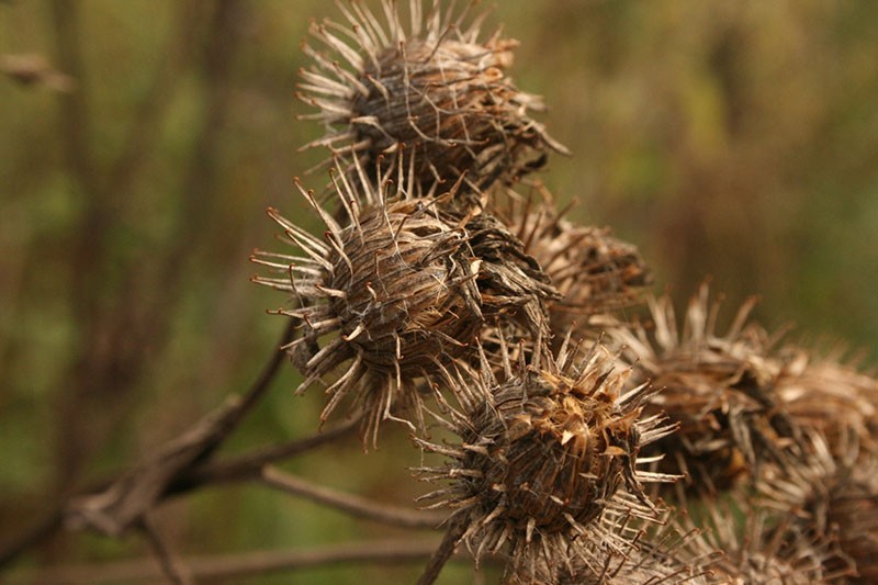 cápsulas de bardana maduras