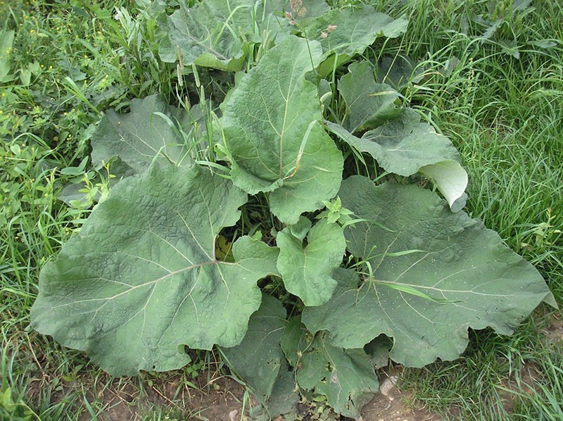 planta de la familia de las Asteraceae