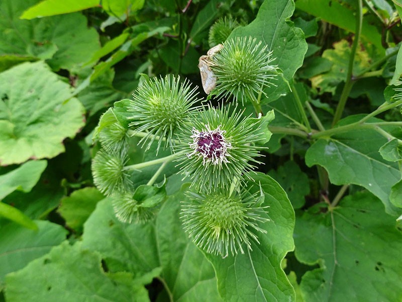 flores de bardana