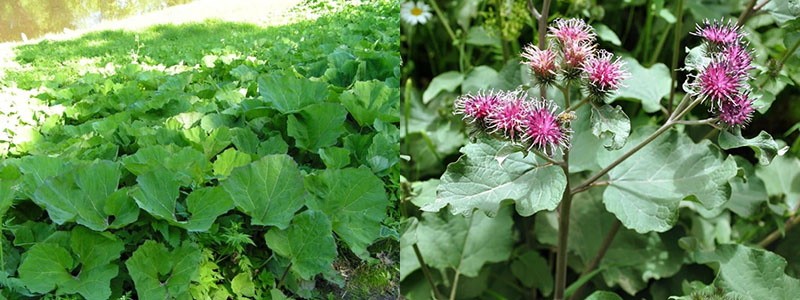 bardane annuelle et bisannuelle