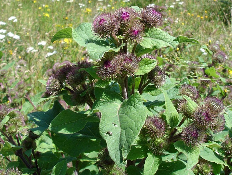 inflorescencias y hojas de bardana