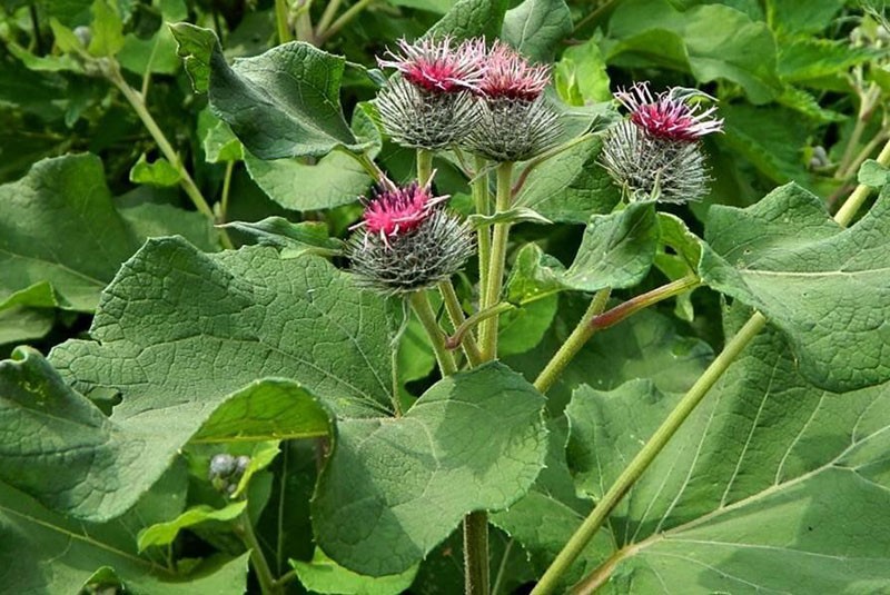 plante avec une composition chimique unique