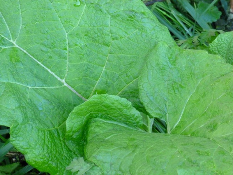 huiles essentielles dans les feuilles de bardane