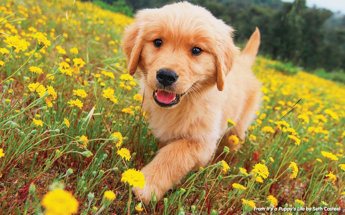 Golden-Puppy-Life-National-Geographic-FTR-1
