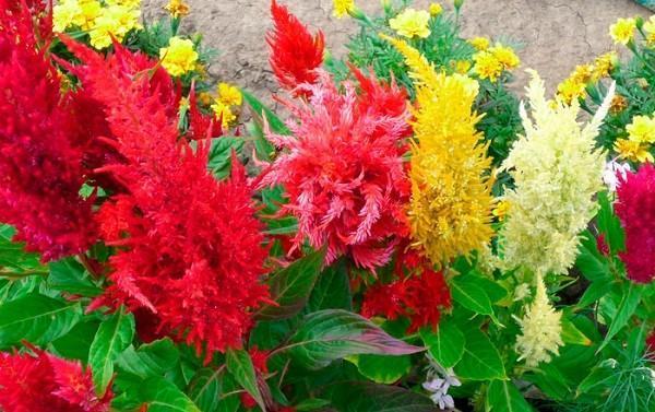 celosia pinnada