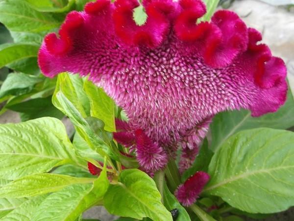 celosia pinnada