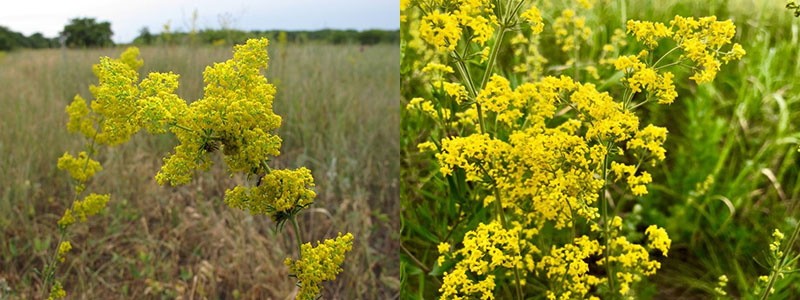 vraies fleurs de gaillet