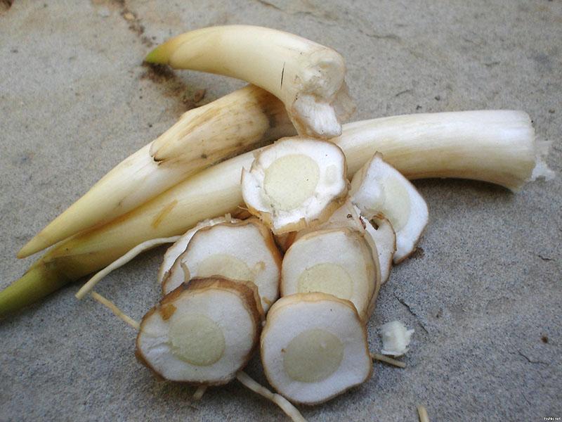Raíces de totora suculentas