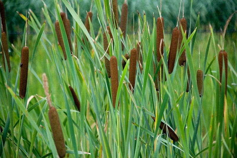 el uso de totora como alimento
