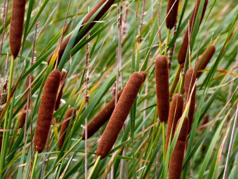 planta de totora