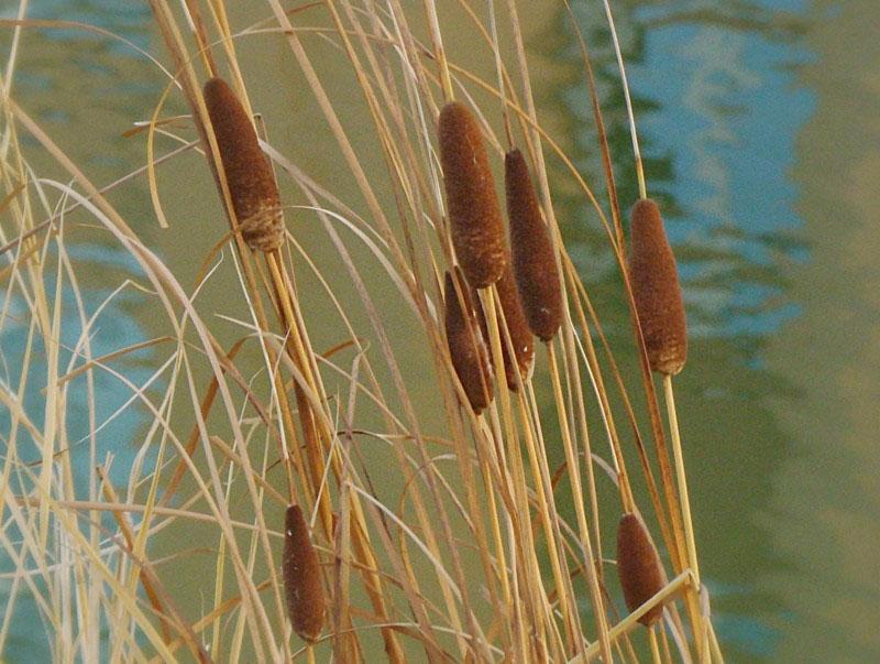 totora seca