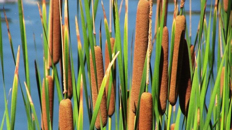 tipos de totora para el diseño del paisaje