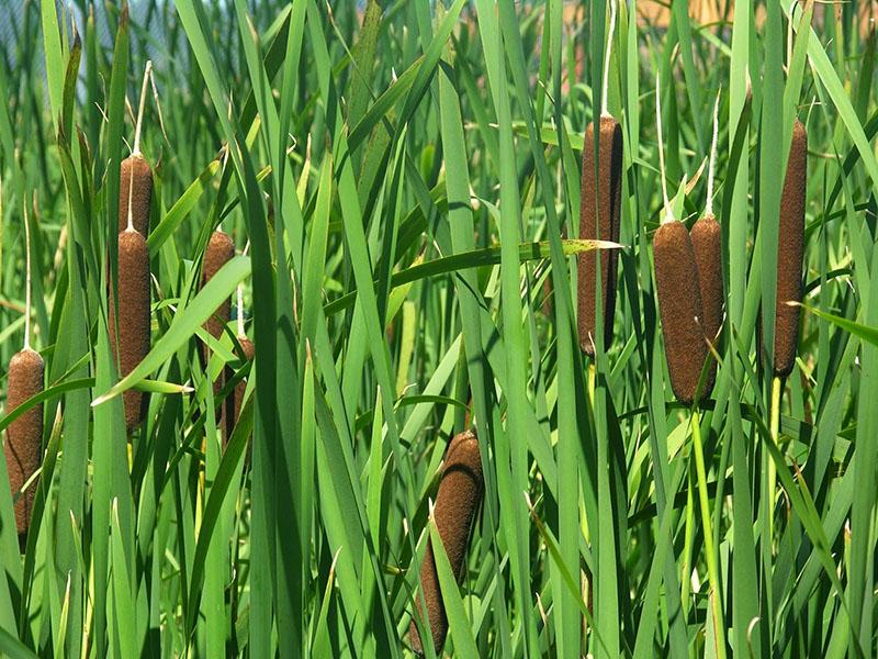 planta espadaña de hoja ancha