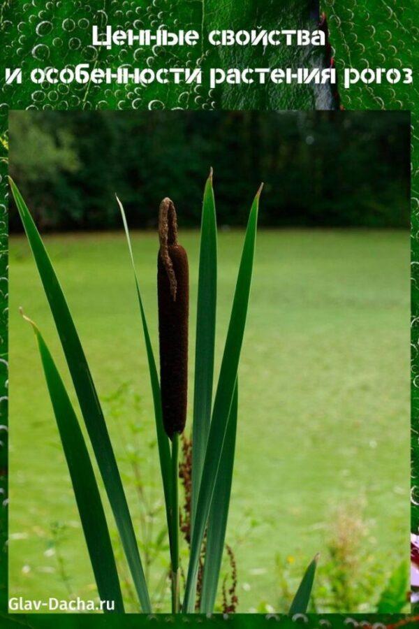 planta de totora