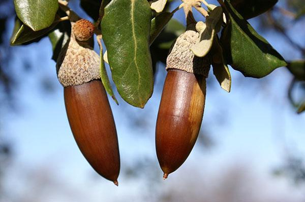 fruit de balsa