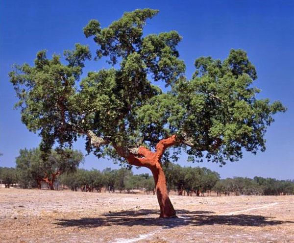 alcornoque en la naturaleza