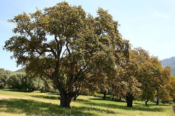 arbres à l'écorce unique