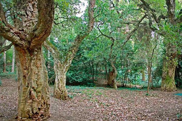 plantation de balsa