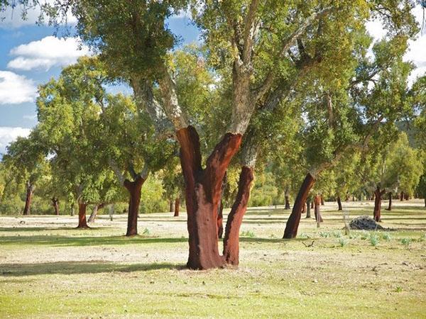 arbres aboyés