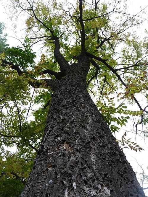 bosque de tapón