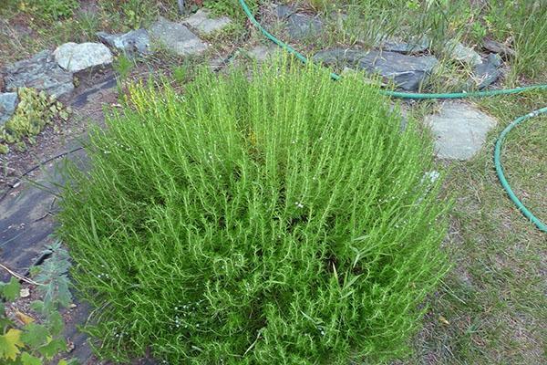 herbe de poivre