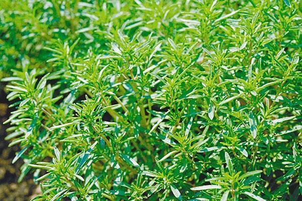 Brise du jardin savoureuse