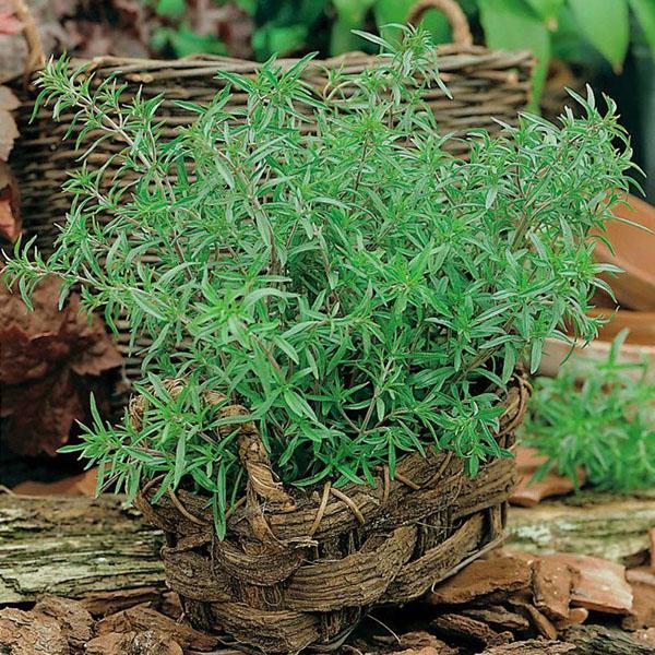 Sarriette parfumée du jardin