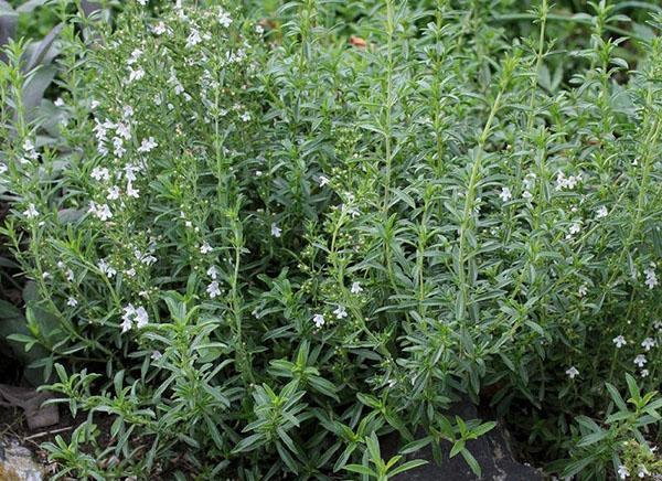 nain de jardin salé