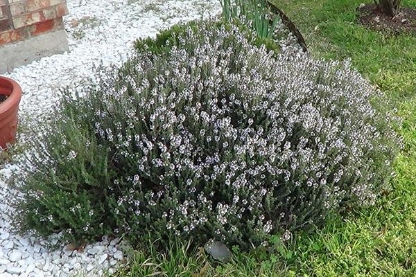 faire pousser de la sarriette dans le jardin