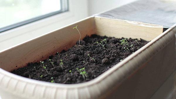 Creciendo sabroso en el alféizar de una ventana