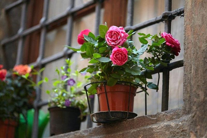 Rose de thé dans un pot sur un rebord de fenêtre