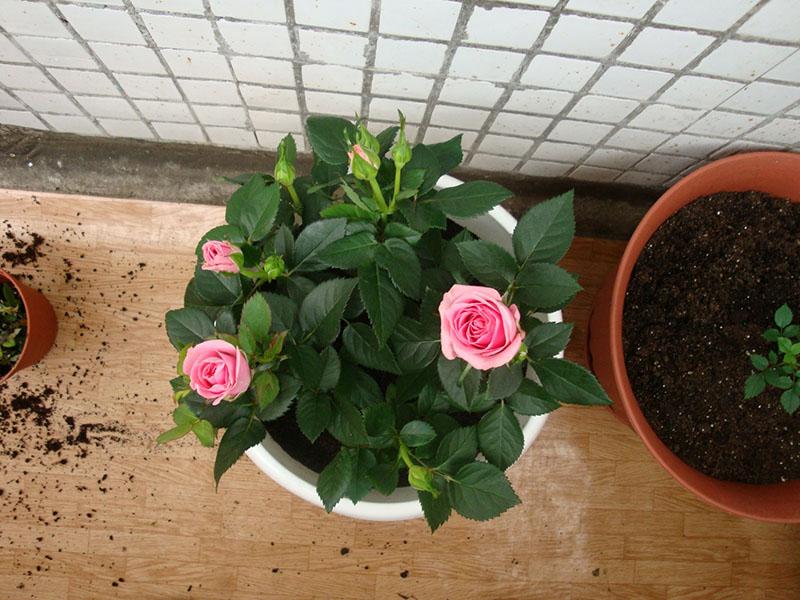 soin de la rose de thé en pot