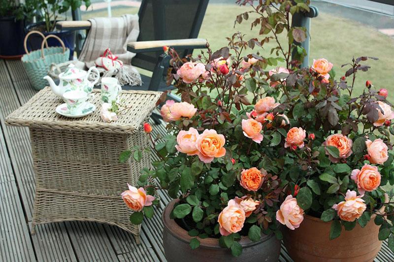 une rose de thé dans un pot fleurit