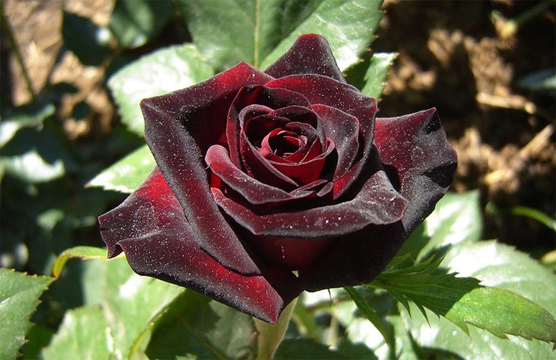 burdeos rosa negra Black Baccarat