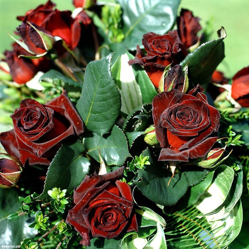 hybride de thé rose Baccarat noir en bouquet
