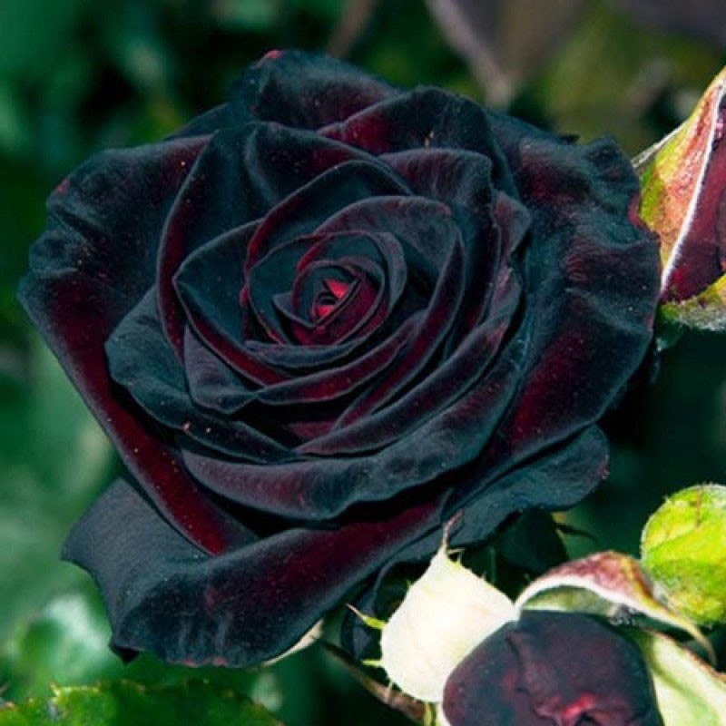 Flor de rosa de Baccarat negra cultivada en climas cálidos