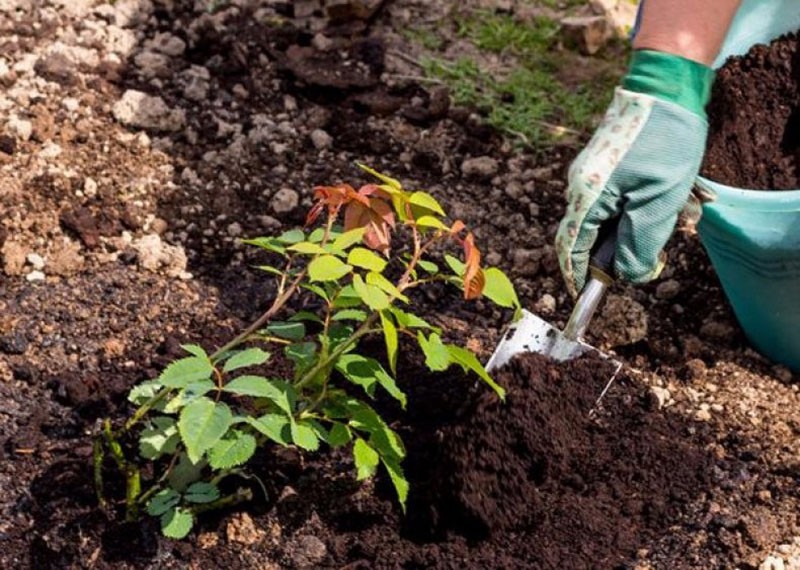 plantar una plántula de rosa en el sitio.