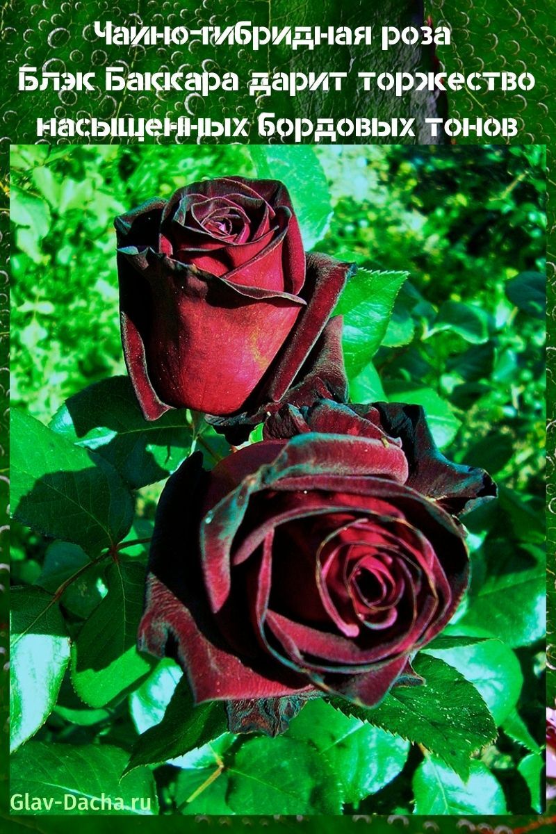 rosa de té híbrido Black Baccarat
