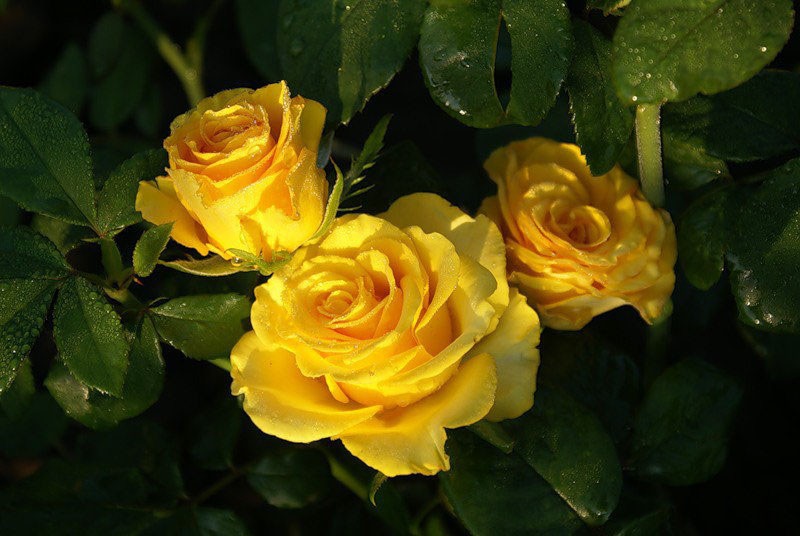 características de las rosas kerio