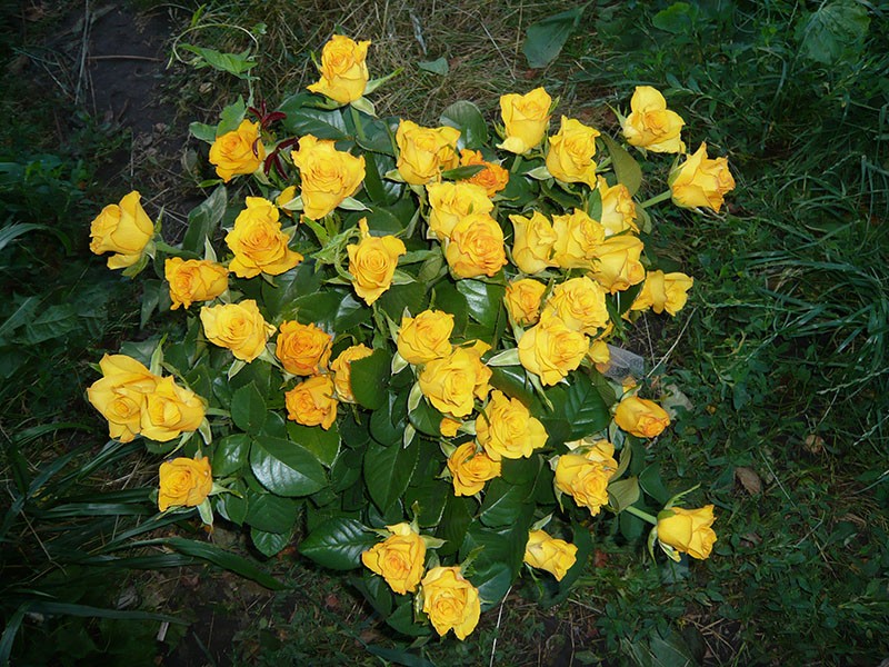 la exuberante floración de la rosa kerio