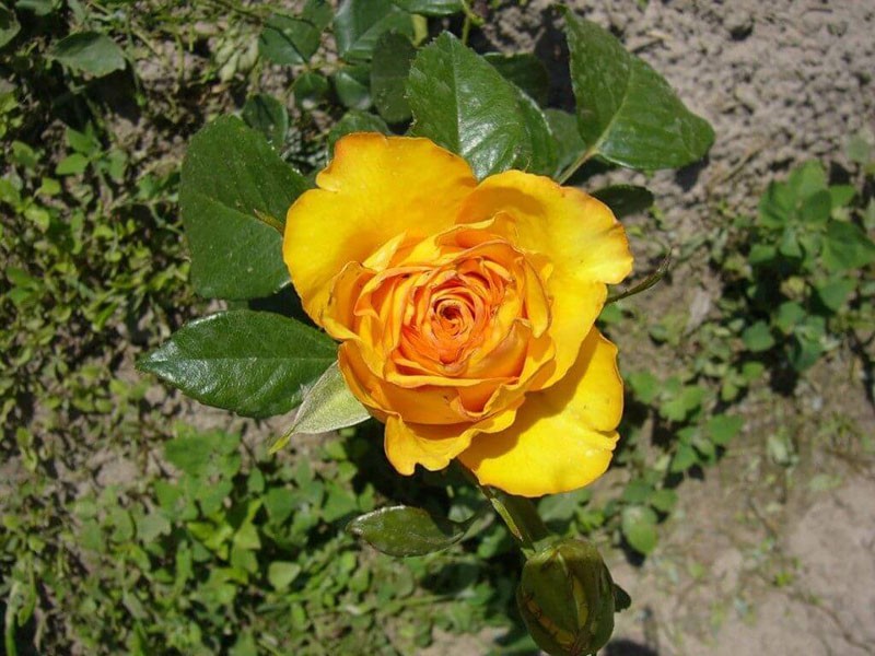 creciente kerio rose
